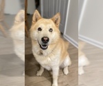 Small Photo #1 Chow Chow-Siberian Husky Mix Puppy For Sale in GIDDINGS, TX, USA