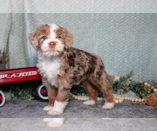 Medium Photo #1 Bernedoodle (Miniature) Puppy For Sale in APPLE CREEK, OH, USA