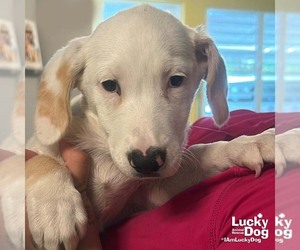 Basset Hound-Unknown Mix Dogs for adoption in Washington, DC, USA