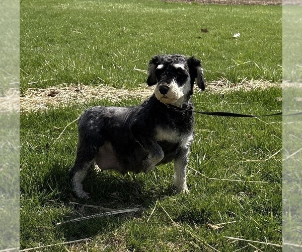 Medium Photo #1 Schnauzer (Miniature) Puppy For Sale in MIDDLEBURY, IN, USA