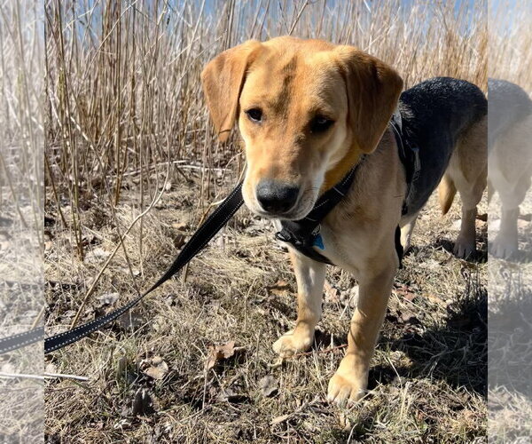 Medium Photo #4 Mutt Puppy For Sale in Fargo, ND, USA