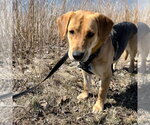 Small #3 Mutt