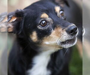 Scout, a Cavalier-Chihuahua mix male - Male Chilier Dog for Adoption - Photo #2