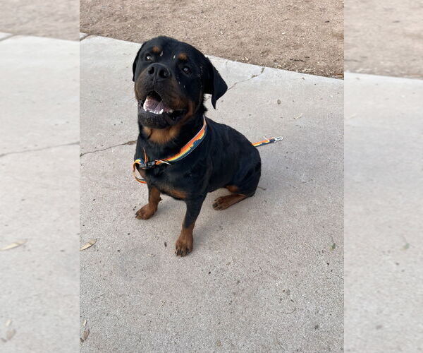 Medium Photo #3 Rottweiler Puppy For Sale in Gilbert, AZ, USA