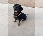 Small #2 Rottweiler
