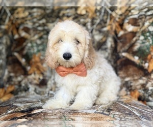 Cock-A-Poo Puppy for sale in LAKELAND, FL, USA