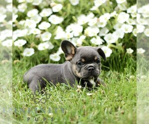 French Bulldog Puppy for sale in RONKS, PA, USA