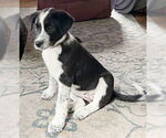 Small #2 Australian Shepherd Mix