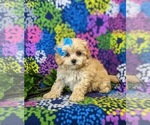 Small Photo #4 Maltipoo Puppy For Sale in ATGLEN, PA, USA