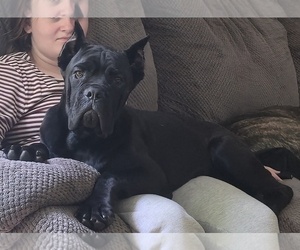 Cane Corso Puppy for Sale in MINERAL WELLS, West Virginia USA