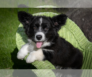 Medium Cardigan Welsh Corgi