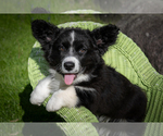 Puppy DukePuppy 2 Cardigan Welsh Corgi