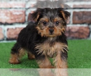 Yorkshire Terrier Puppy for sale in BEL AIR, MD, USA