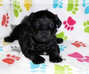 Schnoodle (Miniature) Puppy for sale in ORO VALLEY, AZ, USA