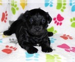 Small Photo #1 Schnoodle (Miniature) Puppy For Sale in ORO VALLEY, AZ, USA