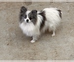 Small Photo #1 Pomeranian Puppy For Sale in MIDDLEBURY, IN, USA