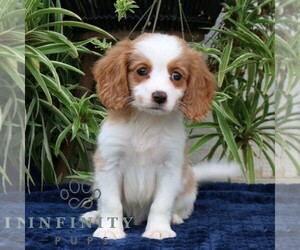 Cavalier King Charles Spaniel-Goldendoodle Mix Puppy for sale in NARVON, PA, USA