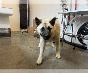 Akita Dogs for adoption in Corona, CA, USA