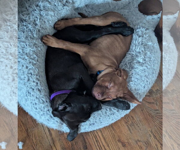 Medium Photo #2 Mutt Puppy For Sale in Holly Springs, NC, USA