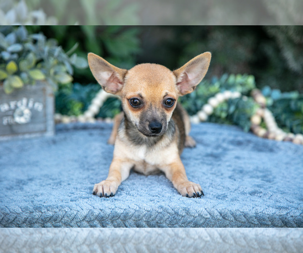 Medium Photo #2 Chihuahua Puppy For Sale in SALEM, IN, USA