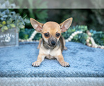Small Photo #6 Chihuahua Puppy For Sale in SALEM, IN, USA