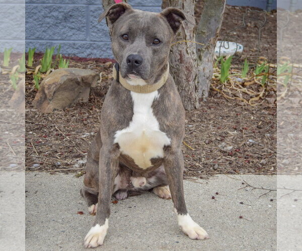 Medium Photo #3 American Staffordshire Terrier-Catahoula Leopard Dog Mix Puppy For Sale in Huntley, IL, USA
