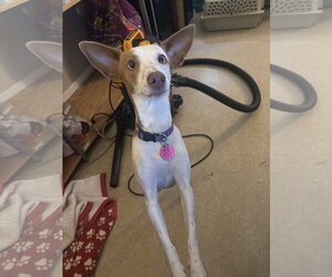 Mutt Dogs for adoption in Sterling, MA, USA