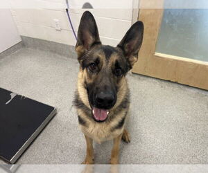 German Shepherd Dog Dogs for adoption in Fort Collins, CO, USA
