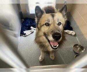 German Shepherd Dog-Unknown Mix Dogs for adoption in Orange, CA, USA