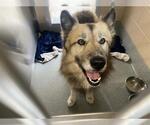 Small German Shepherd Dog Mix