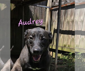 Audrey - Female Mutt Dog for Adoption - Photo #3