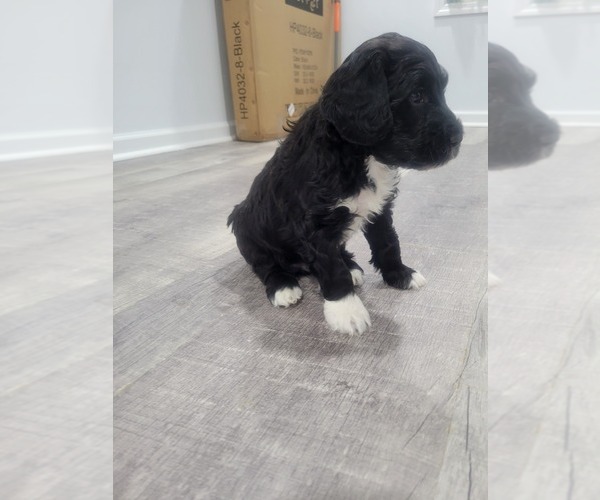 Medium Photo #24 Portuguese Water Dog Puppy For Sale in RINGWOOD, NJ, USA