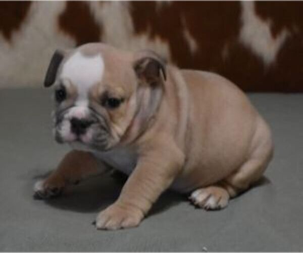 Medium Photo #6 English Bulldog Puppy For Sale in MARSHFIELD, MO, USA