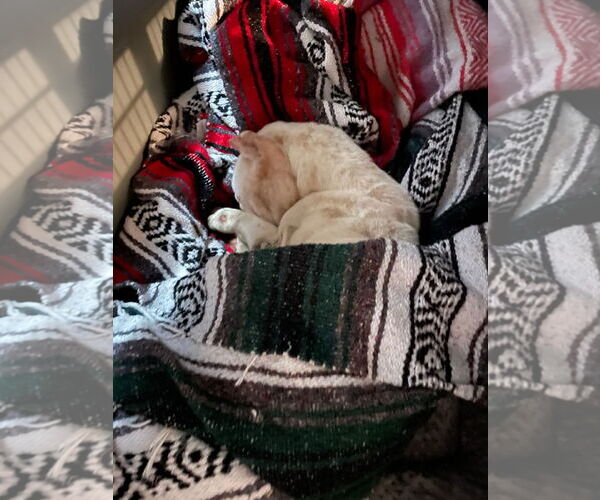 Medium Photo #12 American Bulldog-French Bulldog Mix Puppy For Sale in Holly Springs, NC, USA
