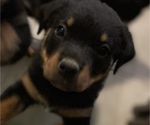 Small Photo #1 Rottweiler Puppy For Sale in FLORENCE, KY, USA