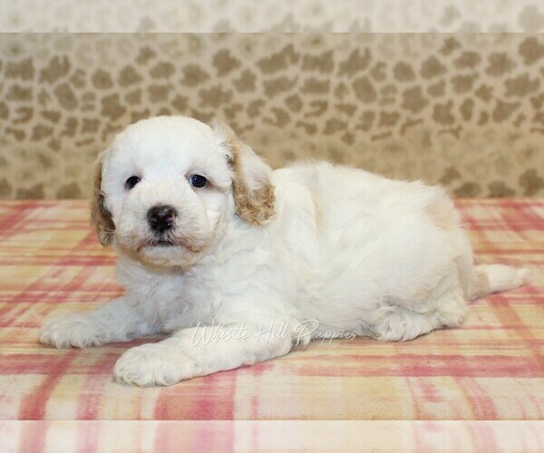 Medium Photo #2 Miniature Bernedoodle Puppy For Sale in DENVER, PA, USA