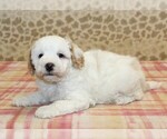 Small #1 Miniature Bernedoodle