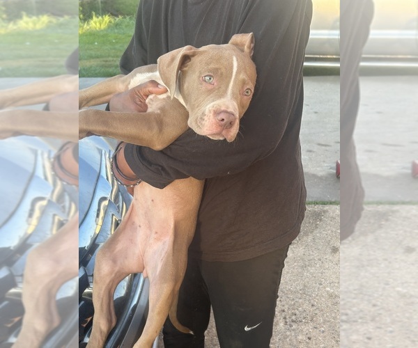Medium Photo #5 American Pit Bull Terrier Puppy For Sale in NEW ORLEANS, LA, USA
