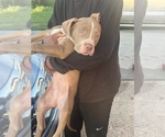Small #4 American Pit Bull Terrier