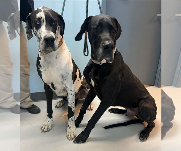 Medium Photo #1 Great Dane Puppy For Sale in Pryor, OK, USA