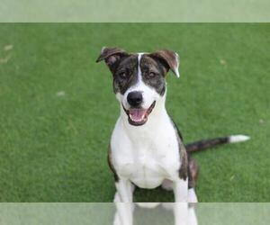 American Pit Bull Terrier-Unknown Mix Dogs for adoption in Grand Prairie, TX, USA