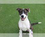 Small American Pit Bull Terrier Mix