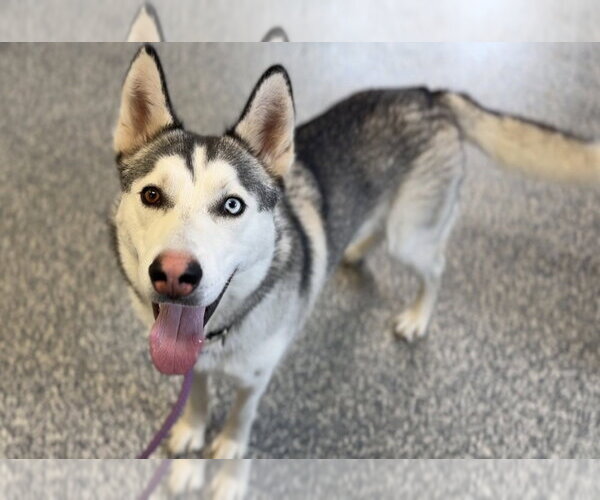 Medium Photo #2 Siberian Husky-Unknown Mix Puppy For Sale in Bemidji, MN, USA