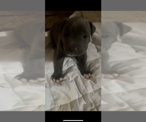 American Pit Bull Terrier Puppy for sale in ARLINGTON HEIGHTS, OH, USA