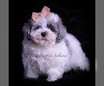 Small Photo #40 Maltipoo (Miniature) Puppy For Sale in WARSAW, IN, USA