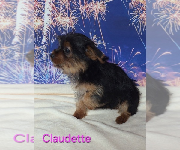 Medium Photo #1 Yorkshire Terrier Puppy For Sale in AZLE, TX, USA
