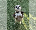 Small #1 Chihuahua