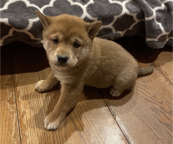 Medium Photo #1 Shiba Inu Puppy For Sale in SCHUYLKILL HAVEN, PA, USA