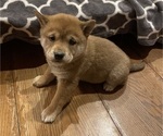 Puppy Cocoa Shiba Inu