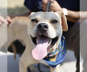 Mutt Dogs for adoption in San Antonio, TX, USA